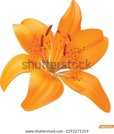 Vector realistic orange lily on a white background, orange lily flowers. Vector flat style, cartoon illustration.