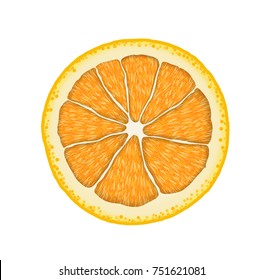 Vector realistic orange slice. Illustration of citrus.