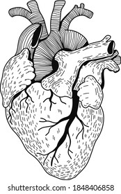 Corazón humano de órganos vectoriales realistas. La ilustración Eps 10 se puede utilizar para la invitación a fiesta, plantilla de diseño, tarjeta de saludo, relleno de patrones, carteles, logotipo, tatuaje, marca. Elemento de diseño 