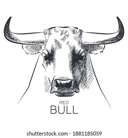 Vector realistic ox, bull, cow head mascot sketch illustration on white background. Buffalo line logo. Power energy sign concept. Chinese Happy new year 2021. Toro, corrida animal