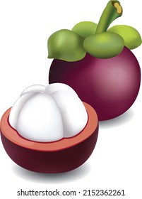 Vector realistic painting of mangosteen fruit from Thailand and isolated on white background.