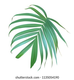 Vector realistic palm leaf isolated on a white background. Tropical leaves. Exotic plant. Botanical design element.