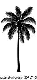 Vector Realistic Palm Tree Silhouette In Black