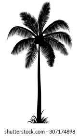 vector realistic palm tree silhouette in black