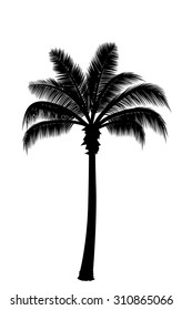 Vector Realistic Palm Tree Silhouette In Dark Black