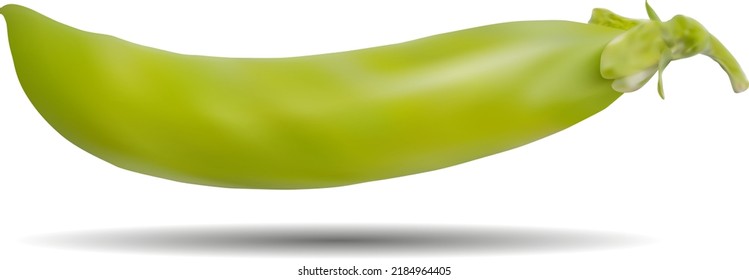 Vector Realistic Pea Illustration.
Pea Vector Vegetable