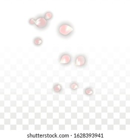 Vector Realistic Petals Confetti. Flying Sakura on Transparent Background. 