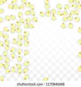 Vector Realistic Petals Falling on Transparent Background.  Spring Romantic Flowers Illustration. Flying Petals. Sakura Spa Design.  Blossom Confetti. 