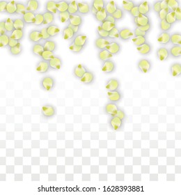 Vector Realistic Petals Falling on Transparent Background.  Spring Romantic Flowers Illustration. 