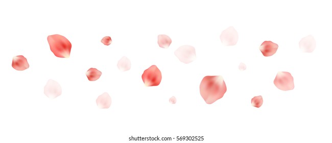 Vector realistic petals flying in the air on white background. Cherry blossom floating, spring concept.