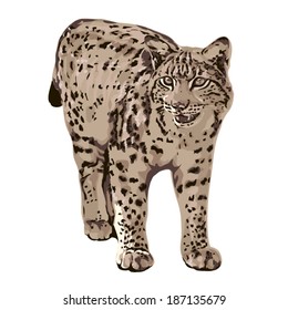 Vector realistic picture lynx