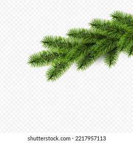 Vector realistic pine branch on tansparent background.