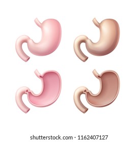 Vector realistic pink healthy unhealthy with brown diseased, whole and cut human stomach conditions front view close up isolated on white background