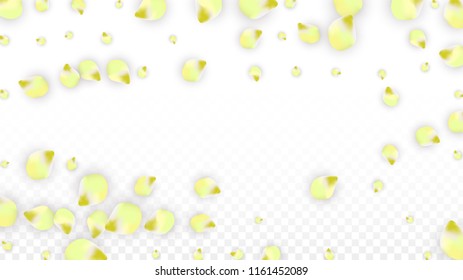 Vector Realistic Pink Petals Falling on Transparent Background.  Spring Romantic Flowers Illustration. Flying Petals. Sakura Spa Design.  Blossom Confetti. Design Elements for  Poster Design. 
