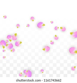 Vector Realistic Pink Petals Falling on Transparent Background.  Spring Romantic Flowers Illustration. Flying Petals. Sakura Spa Design.  Blossom Confetti. Design Elements for  Wedding Decoration.