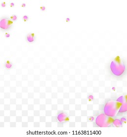 Vector Realistic Pink Petals Falling on Transparent Background.  Spring Romantic Flowers Illustration. Flying Petals. Sakura Spa Design.  Blossom Confetti. Design Elements for  8 March Card.