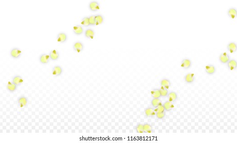 Vector Realistic Pink Petals Falling on Transparent Background.  Spring Romantic Flowers Illustration. Flying Petals. Sakura Spa Design.  Blossom Confetti. Design Elements for  Poster Design. 