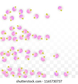 Vector Realistic Pink Petals Falling on Transparent Background.  Spring Romantic Flowers Illustration. Flying Petals. Sakura Spa Design.  Blossom Confetti. Design Elements for  Wedding Decoration.