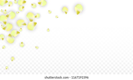 Vector Realistic Pink Petals Falling on Transparent Background.  Spring Romantic Flowers Illustration. Flying Petals. Sakura Spa Design.  Blossom Confetti. Design Elements for  St. Valentine Day.