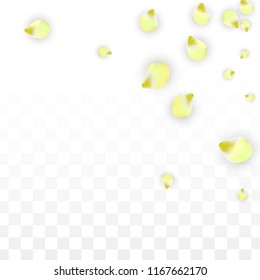 Vector Realistic Pink Petals Falling on Transparent Background.  Spring Romantic Flowers Illustration. Flying Petals. Sakura Spa Design.  Blossom Confetti. Design Elements for  St. Valentine Day.