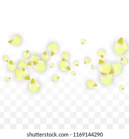 Vector Realistic Pink Petals Falling on Transparent Background.  Spring Romantic Flowers Illustration. Flying Petals. Sakura Spa Design.  Blossom Confetti. Design Elements for  Mother's Day.