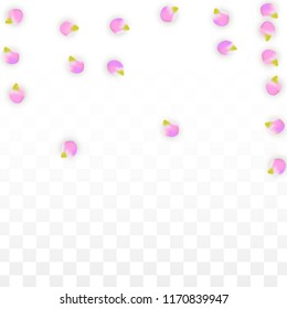 Vector Realistic Pink Petals Falling on Transparent Background.  Spring Romantic Flowers Illustration. Flying Petals. Sakura Spa Design.  Blossom Confetti. Design Elements for  8 March Card.