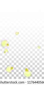 Vector Realistic Pink Petals Falling on Transparent Background.  Spring Romantic Flowers Illustration. Flying Petals. Sakura Spa Design.  Blossom Confetti. Design Elements for  Poster Design. 