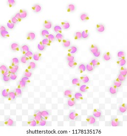 Vector Realistic Pink Petals Falling on Transparent Background.  Spring Romantic Flowers Illustration. Flying Petals. Sakura Spa Design.  Blossom Confetti. Design Elements for  Wedding Decoration.
