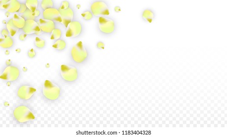 Vector Realistic Pink Petals Falling on Transparent Background.  Spring Romantic Flowers Illustration. Flying Petals. Sakura Spa Design.  Blossom Confetti. Design Elements for  Poster Design. 