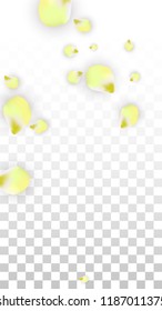 Vector Realistic Pink Petals Falling on Transparent Background.  Spring Romantic Flowers Illustration. Flying Petals. Sakura Spa Design.  Blossom Confetti. Design Elements for  8 March Card.