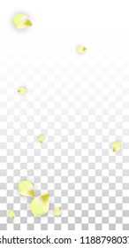 Vector Realistic Pink Petals Falling on Transparent Background.  Spring Romantic Flowers Illustration. Flying Petals. Sakura Spa Design.  Blossom Confetti. Design Elements for  Poster Design. 