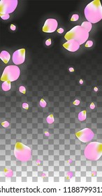 Vector Realistic Pink Petals Falling on Transparent Background.  Spring Romantic Flowers Illustration. Flying Petals. Sakura Spa Design.  Blossom Confetti. Design Elements for  Poster Design. 