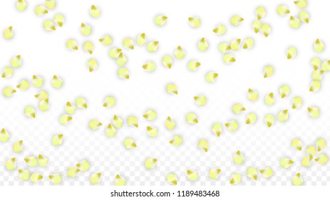 Vector Realistic Pink Petals Falling on Transparent Background.  Spring Romantic Flowers Illustration. Flying Petals. Sakura Spa Design.  Blossom Confetti. Design Elements for  Wedding Decoration.