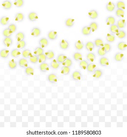 Vector Realistic Pink Petals Falling on Transparent Background.  Spring Romantic Flowers Illustration. Flying Petals. Sakura Spa Design.  Blossom Confetti. Design Elements for  8 March Card.