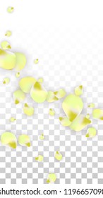 Vector Realistic Pink Petals Falling on Transparent Background.  Spring Romantic Flowers Illustration. Flying Petals. Sakura Spa Design.  Blossom Confetti. Design Elements for  8 March Card.