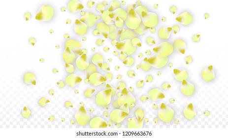 Vector Realistic Pink Petals Falling on Transparent Background.  Spring Romantic Flowers Illustration. Flying Petals. Sakura Spa Design.  Blossom Confetti. Design Elements for  Mother's Day.
