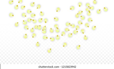 Vector Realistic Pink Petals Falling on Transparent Background.  Spring Romantic Flowers Illustration. Flying Petals. Sakura Spa Design.  Blossom Confetti. Design Elements for  Poster Design. 