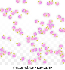 Vector Realistic Pink Petals Falling on Transparent Background.  Spring Romantic Flowers Illustration. Flying Petals. Sakura Spa Design.  Blossom Confetti. Design Elements for  Wedding Decoration.