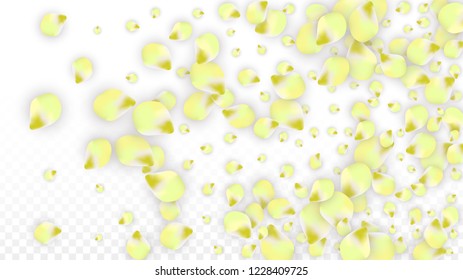 Vector Realistic Pink Petals Falling on Transparent Background.  Spring Romantic Flowers Illustration. Flying Petals. Sakura Spa Design.  Blossom Confetti. Design Elements for  Poster Design. 