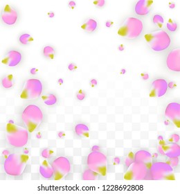 Vector Realistic Pink Petals Falling on Transparent Background.  Spring Romantic Flowers Illustration. Flying Petals. Sakura Spa Design.  Blossom Confetti. Design Elements for  Poster Design. 