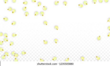 Vector Realistic Pink Petals Falling on Transparent Background.  Spring Romantic Flowers Illustration. Flying Petals. Sakura Spa Design.  Blossom Confetti. Design Elements for  Poster Design. 