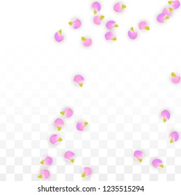 Vector Realistic Pink Petals Falling on Transparent Background.  Spring Romantic Flowers Illustration. Flying Petals. Sakura Spa Design.  Blossom Confetti. Design Elements for  Wedding Decoration.