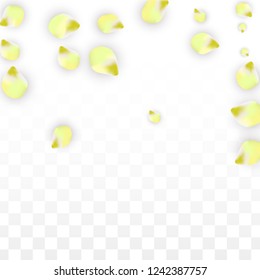 Vector Realistic Pink Petals Falling on Transparent Background.  Spring Romantic Flowers Illustration. Flying Petals. Sakura Spa Design.  Blossom Confetti. Design Elements for  St. Valentine Day.