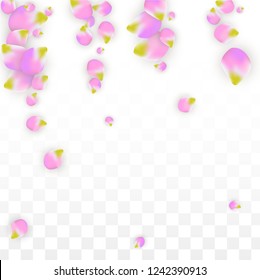 Vector Realistic Pink Petals Falling on Transparent Background.  Spring Romantic Flowers Illustration. Flying Petals. Sakura Spa Design.  Blossom Confetti. Design Elements for  Wedding Decoration.