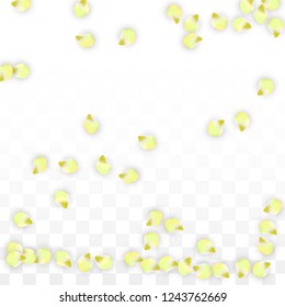 Vector Realistic Pink Petals Falling on Transparent Background.  Spring Romantic Flowers Illustration. Flying Petals. Sakura Spa Design.  Blossom Confetti. Design Elements for  8 March Card.