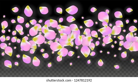 Vector Realistic Pink Petals Falling on Transparent Background.  Spring Romantic Flowers Illustration. Flying Petals. Sakura Spa Design.  Blossom Confetti. Design Elements for  Wedding Decoration.