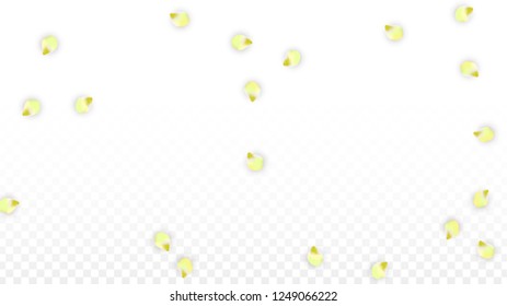 Vector Realistic Pink Petals Falling on Transparent Background.  Spring Romantic Flowers Illustration. Flying Petals. Sakura Spa Design.  Blossom Confetti. Design Elements for  8 March Card.