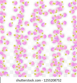 Vector Realistic Pink Petals Falling on Transparent Background.  Spring Romantic Flowers Illustration. Flying Petals. Sakura Spa Design.  Blossom Confetti. Design Elements for  8 March Card.