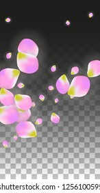 Vector Realistic Pink Petals Falling on Transparent Background.  Spring Romantic Flowers Illustration. Flying Petals. Sakura Spa Design.  Blossom Confetti. Design Elements for  Poster Design. 