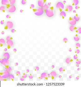 Vector Realistic Pink Petals Falling on Transparent Background.  Spring Romantic Flowers Illustration. Flying Petals. Sakura Spa Design.  Blossom Confetti. Design Elements for  Mother's Day.